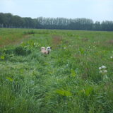 Foto van liesbeth,Turbo,Luna, Levi en Faith