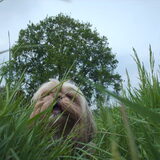 Foto van liesbeth,Turbo,Luna, Levi en Faith