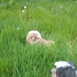 Foto van liesbeth,Turbo,Luna, Levi en Faith