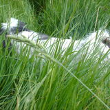 Foto van liesbeth,Turbo,Luna, Levi en Faith