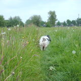 Foto van liesbeth,Turbo,Luna, Levi en Faith