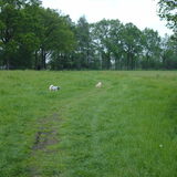Foto van liesbeth,Turbo,Luna, Levi en Faith