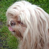 Foto van liesbeth,Turbo,Luna, Levi en Faith