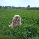 Foto van liesbeth,Turbo,Luna, Levi en Faith
