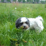Foto van liesbeth,Turbo,Luna, Levi en Faith