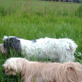 Foto van liesbeth,Turbo,Luna, Levi en Faith