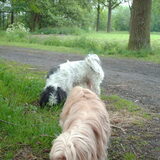 Foto van liesbeth,Turbo,Luna, Levi en Faith