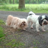 Foto van liesbeth,Turbo,Luna, Levi en Faith