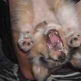 Wwraauuwww !!! Lizzie op de arm van sylvester (ondersteboven)