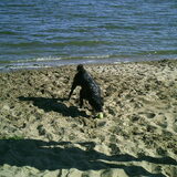 Banjer op het strand