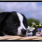 Pups Gwendell & Glenn We Are One Border Collie Kennel