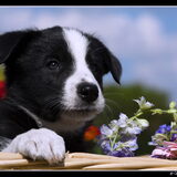 Pups Gwendell & Glenn We Are One Border Collie Kennel