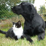 kat en hond gaan wel samen