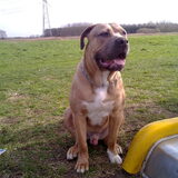 Foto van nicole & rocky , Bickel en max