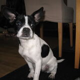 Milou.