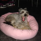 Foto van chantal Skye en Floki *Bailey *Devil en *Gizmo