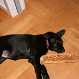 molly haar zusje was komen spelen waren allebei dood moe!