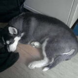Misty (Siberische Husky)