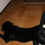 uit de mand gevallen