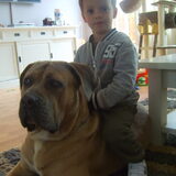 dit is een toevals foto natuurlijk mag mijn zoontje niet op de hond…