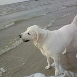 ik hou van het strand en van mijn bal