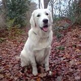 in het bos