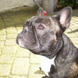 Foto van marcella,lola,fay