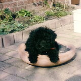 Gibic ,ons puli-puppie met 8 weken!