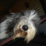 Lieve Promise