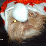 Foto van liesbeth,Turbo,Luna, Levi en Faith