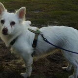 Herken je dit hondje? Sheriff is in Tilburg vermist geraakt op zondag…