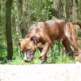Bruno volgt een spoor