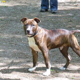 BRUNO 25-5-2010