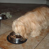 Foto van liesbeth,Turbo,Luna, Levi en Faith
