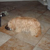 Foto van liesbeth,Turbo,Luna, Levi en Faith