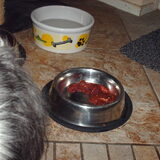 Foto van liesbeth,Turbo,Luna, Levi en Faith