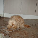Foto van liesbeth,Turbo,Luna, Levi en Faith