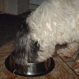Foto van liesbeth,Turbo,Luna, Levi en Faith