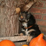 dit is even een speeltje van Boris