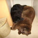 Een groot huis nodig met 2 grote honden? Welnee!!!!
