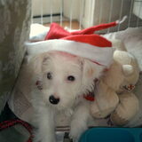 mucky en kerstsfeer