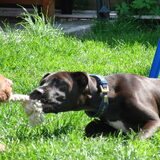 Foto van priscilla & C.S.C