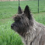 Laika