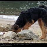 Illy schendt het graf van een meeuw op het strand te Pareti
