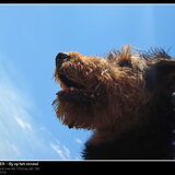 Illy close-up op het strand