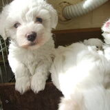 sandy dr ma heb 5 puppy s