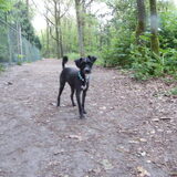 Uitlaten in het bos.