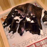 Boston Terrier Bubbels met haar 5 puppies, 2 teefjes en 3 reutjes, van…