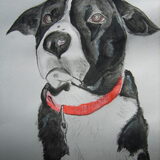 Tommy getekend voor Iris