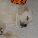 Foto van Constance R.I.P. Beau